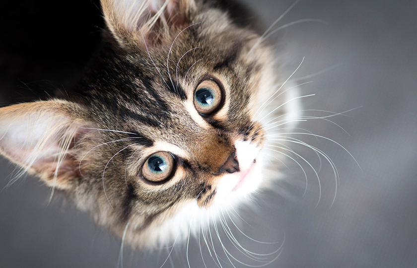 Avoir un chat : 7 bienfaits de l'animal sur votre santé