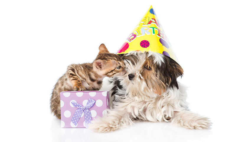 6 manières de fêter l'anniversaire du chien ou chat - Assur O'Poil