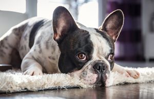 Occuper Son Chien Durant Votre Absence - Astuces Chien | Assur O'Poil