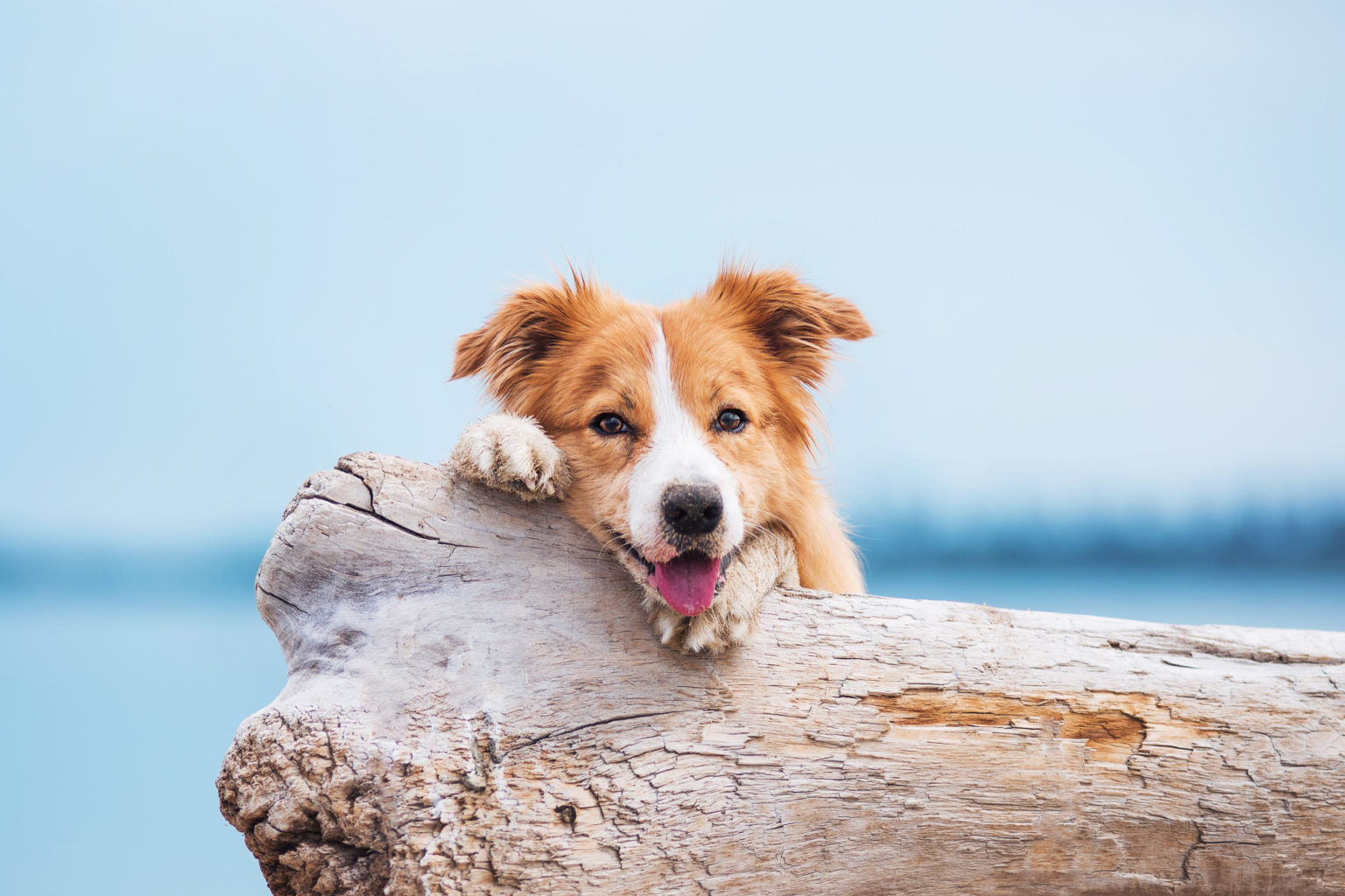 Brûlure des coussinets : comment protéger votre chien cet été ?