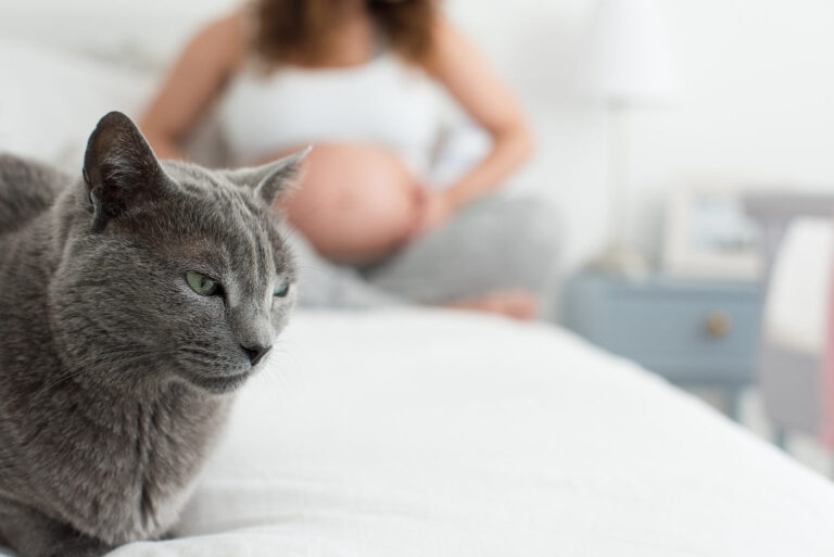 maladie du chat dangereux pour femme enceinte