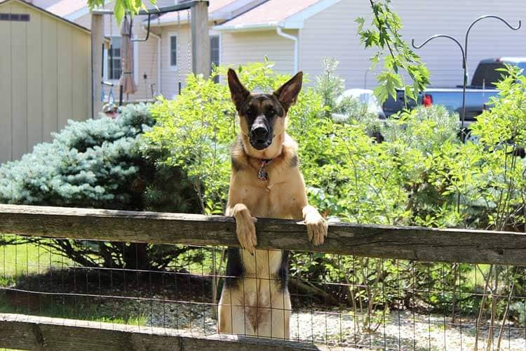 Quelle clôture électrique pour mon chien ? - Blog