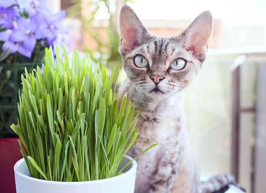 Alimentation naturelle chat: Herbe à chat, inconvénient, avantage