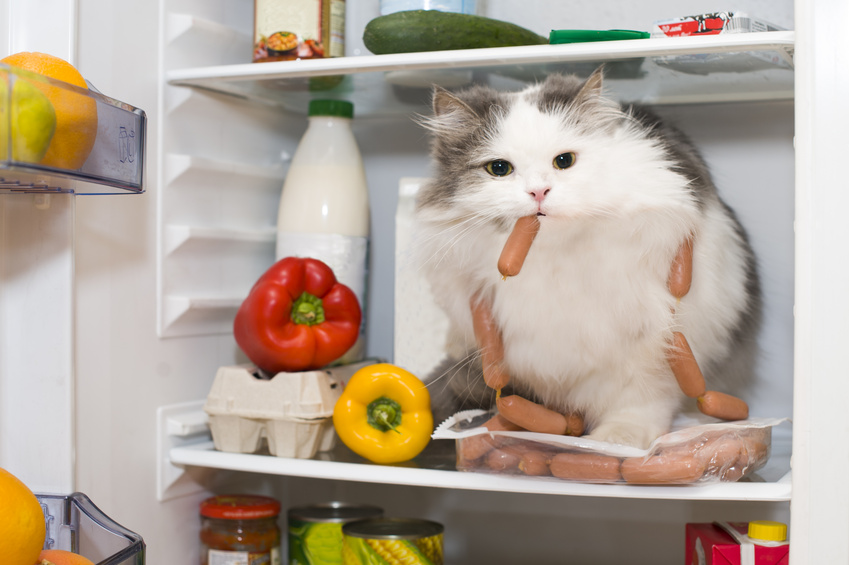 Nourriture du chat : Alimentation et bonne santé - Nos conseils et articles