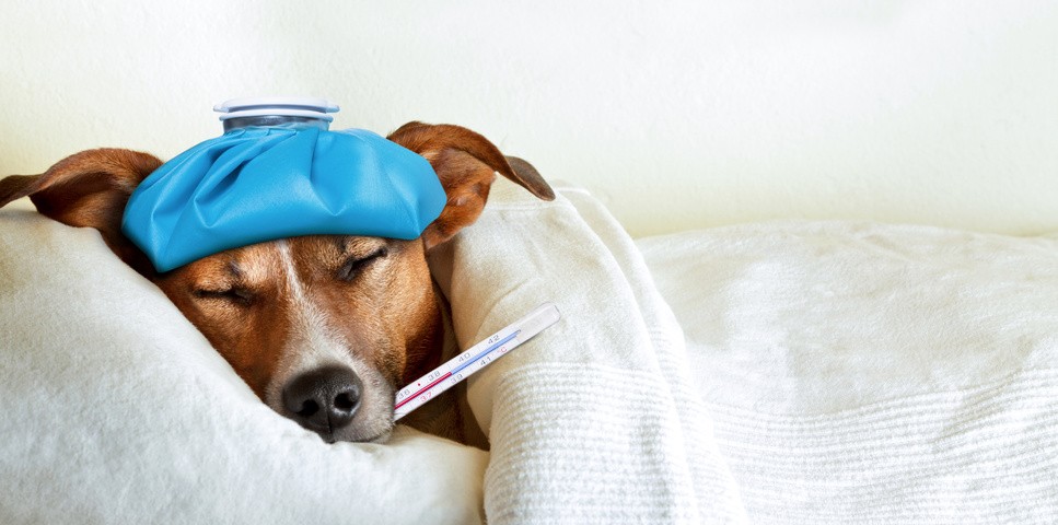 4 astuces pour prendre la température de votre chien