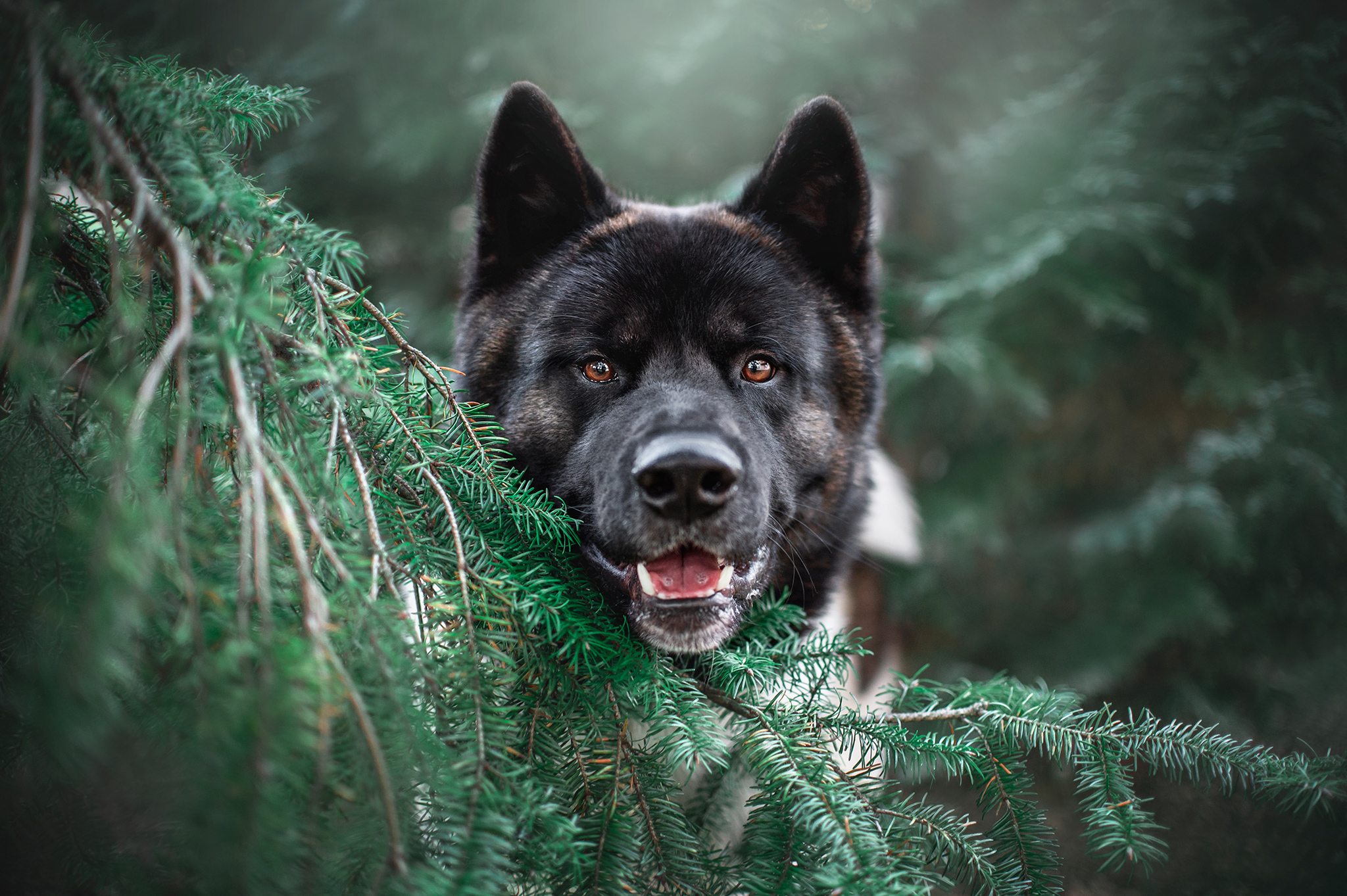 un chien akita américain