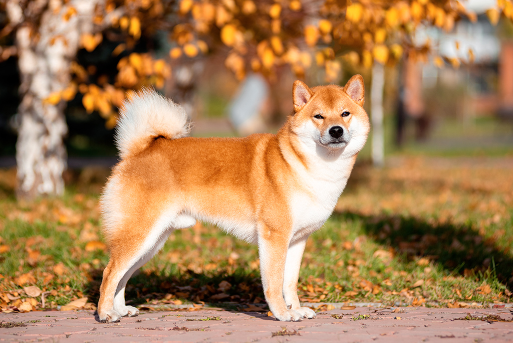 un akita inu