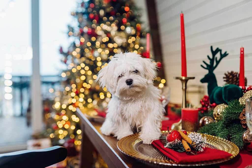 les aliments de Noel toxiques pour le chien