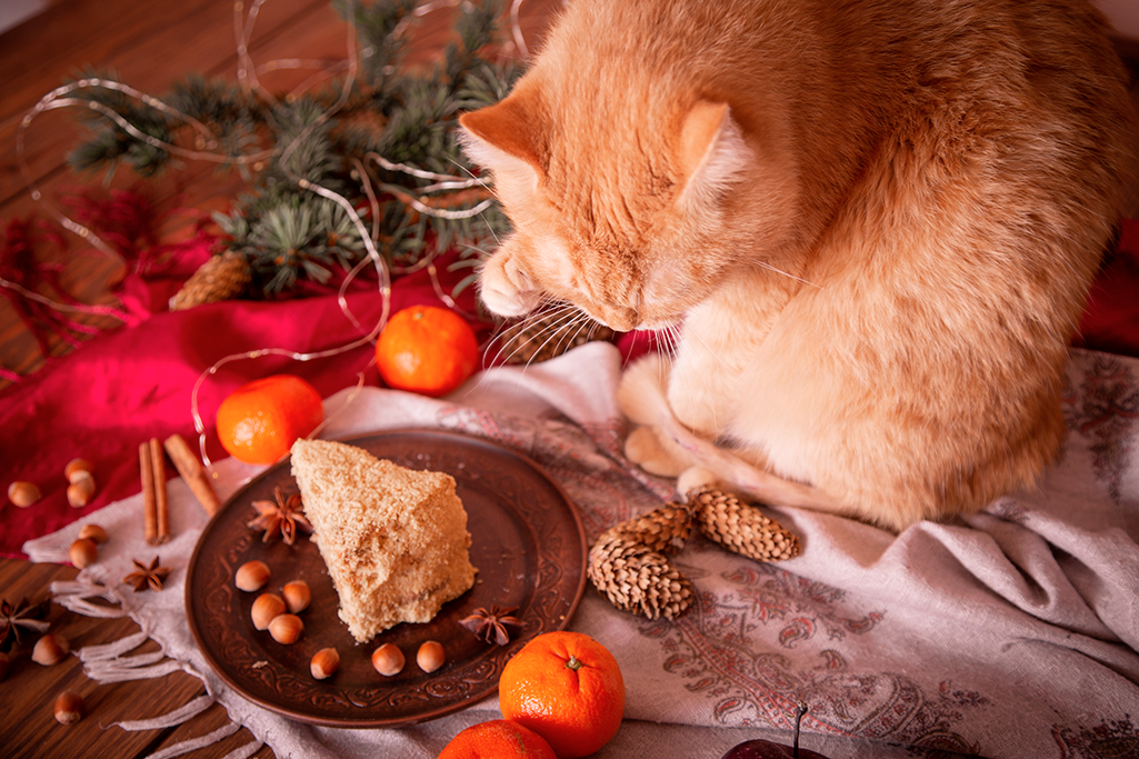 les aliments toxiques de noël pour le chat