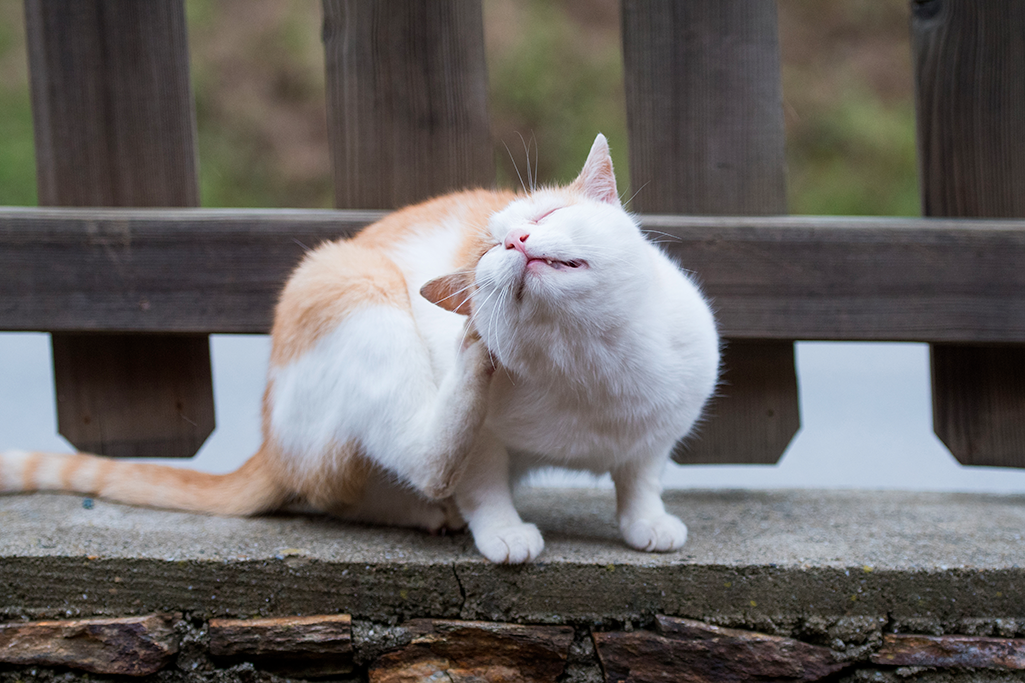 un chat qui a des aoûtats