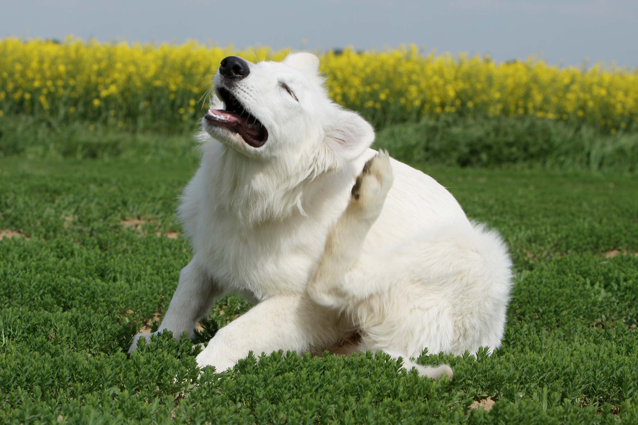 des aoûtats chez un chien