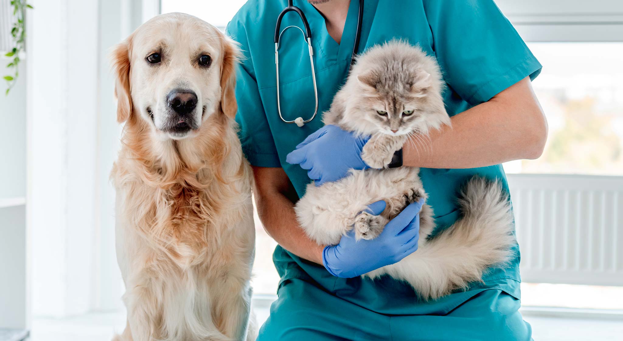 La feuille de soins de l'assurance animaux Assur O'Poil