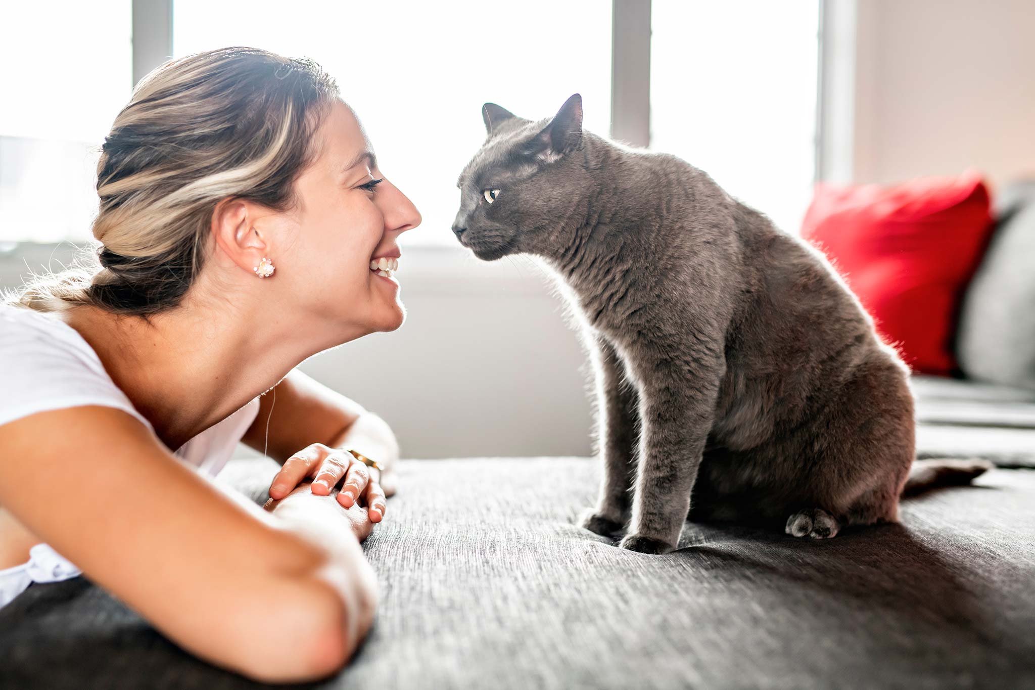 assurer un chat combien ça coûte