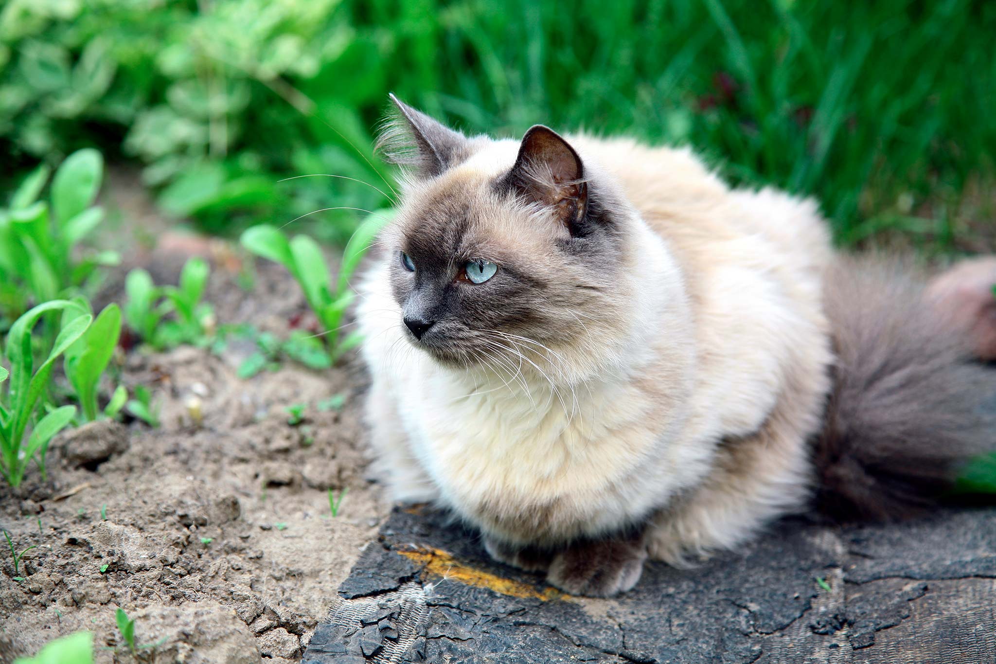 un chat balinais