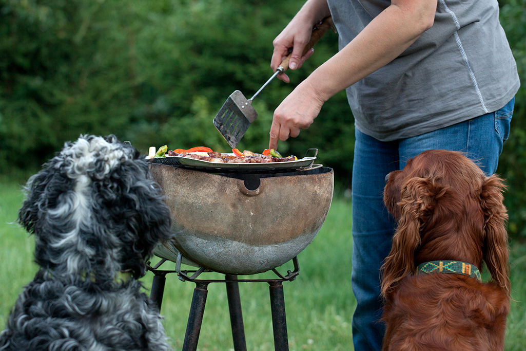 les dangers du barbecue pour un chien, un chat