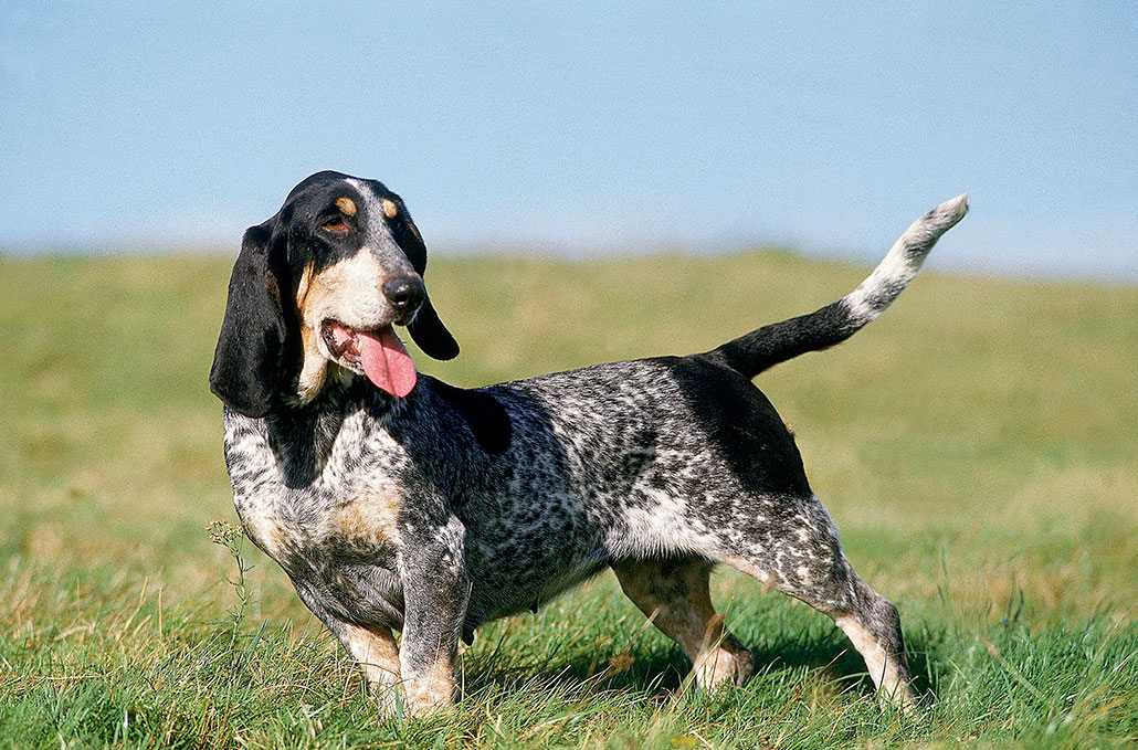 un chien basset bleu de gascogne