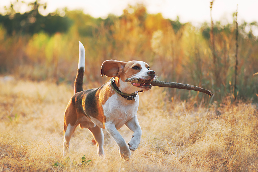 un chien beagle