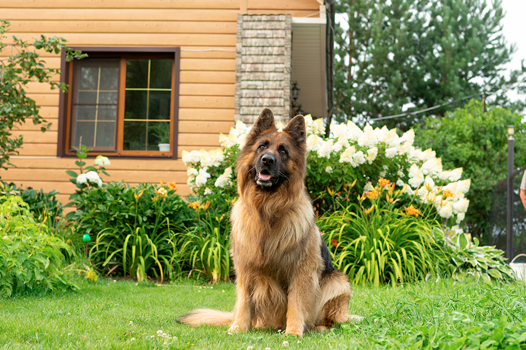 un chien berger allemand