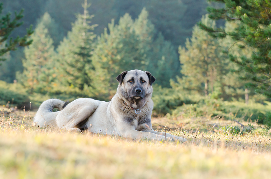 un chien berger d'anatolie