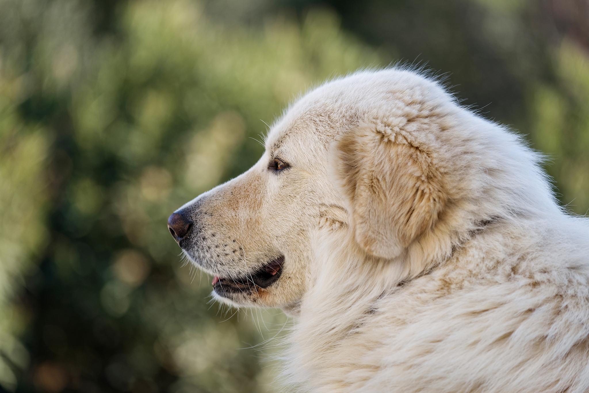 un chien berger de maremme et des abruzzes