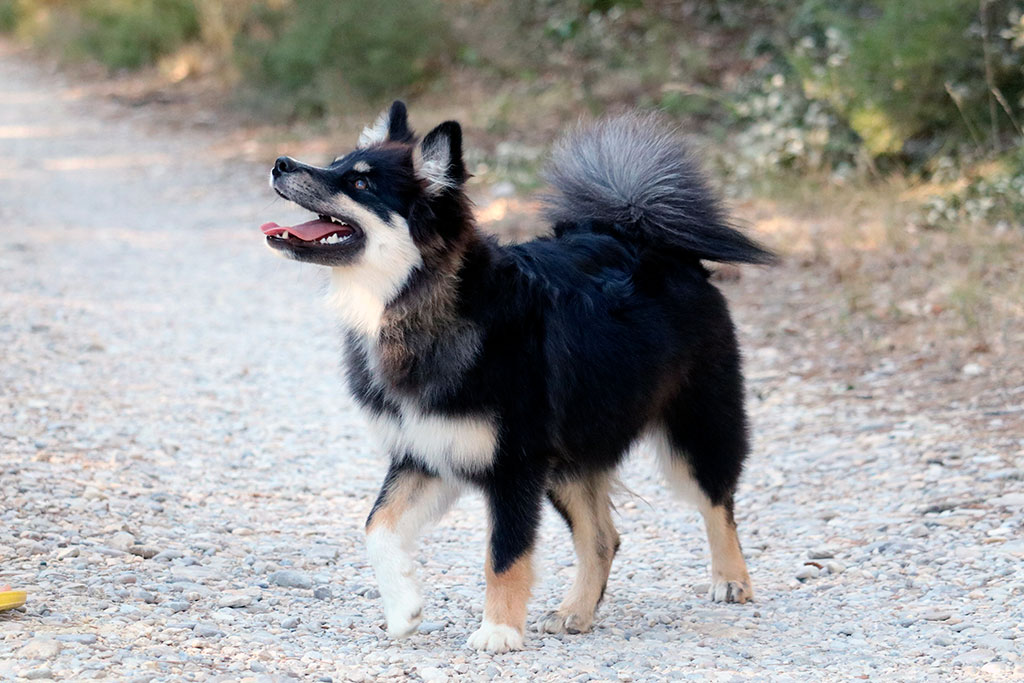 un chien berger finnois de laponie