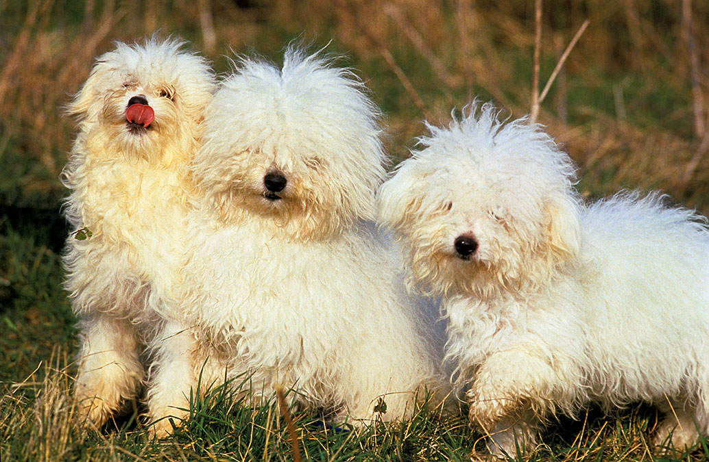 un chien bichon bolonais