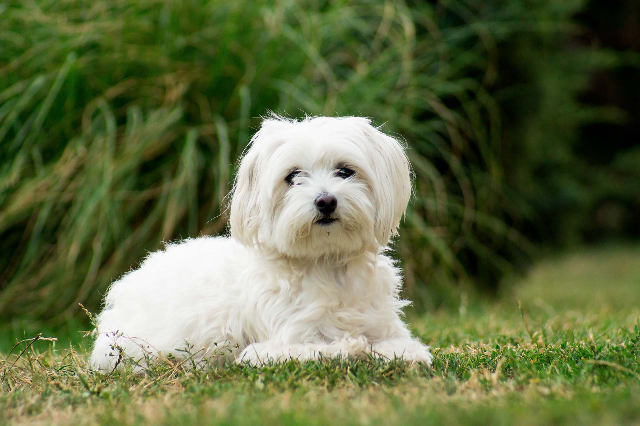 Bichon Maltais - Origines, caractère et alimentation - Race de chien ...