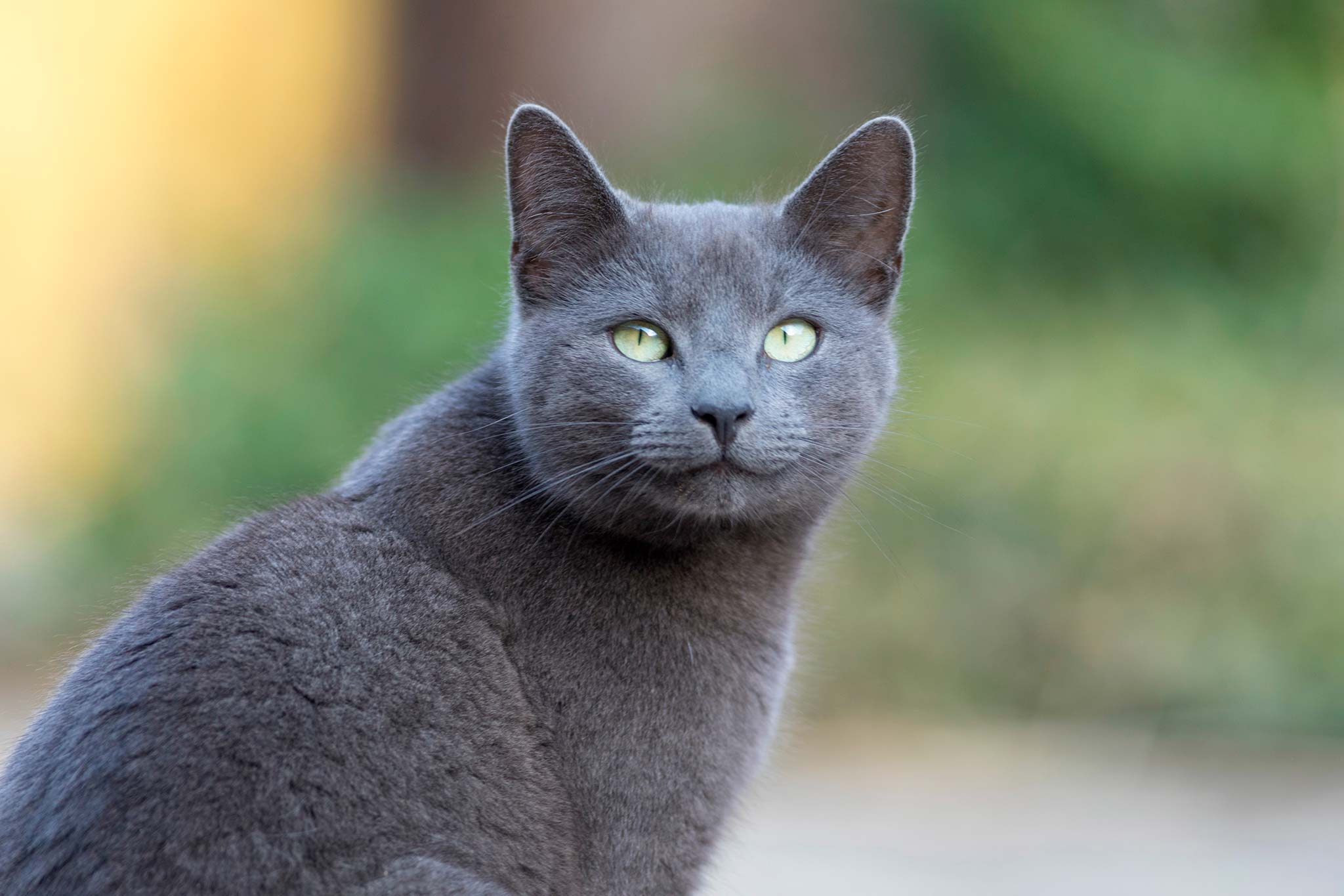 un chat bleu russe