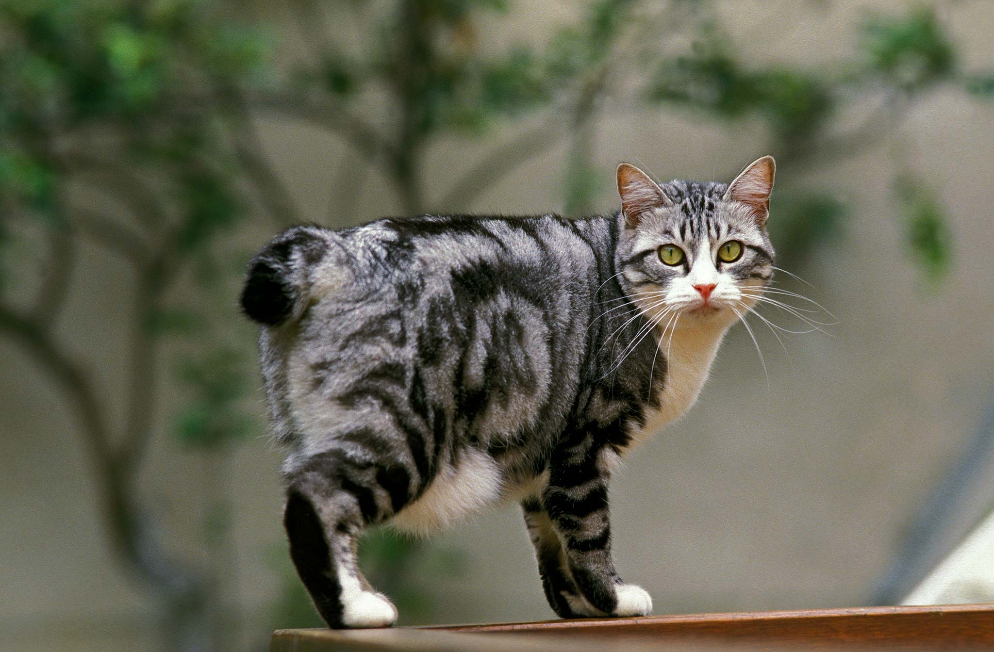 un chat bobtail japonais