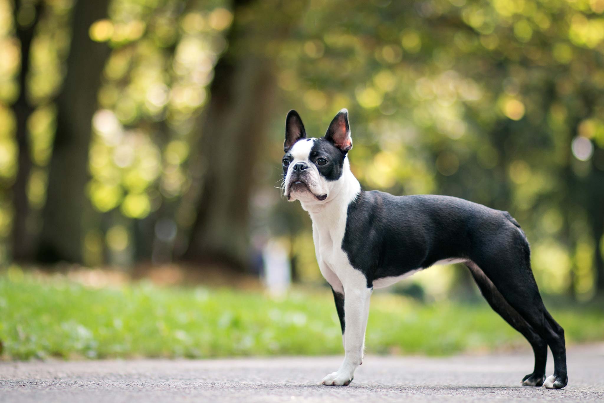 un chien boston terrier