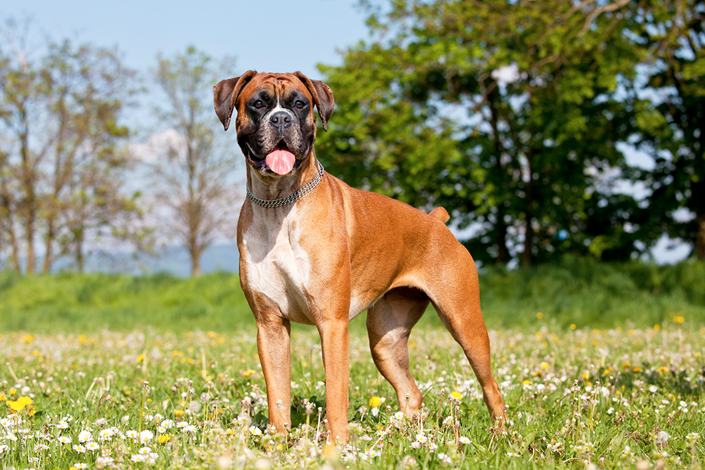 un chien boxer