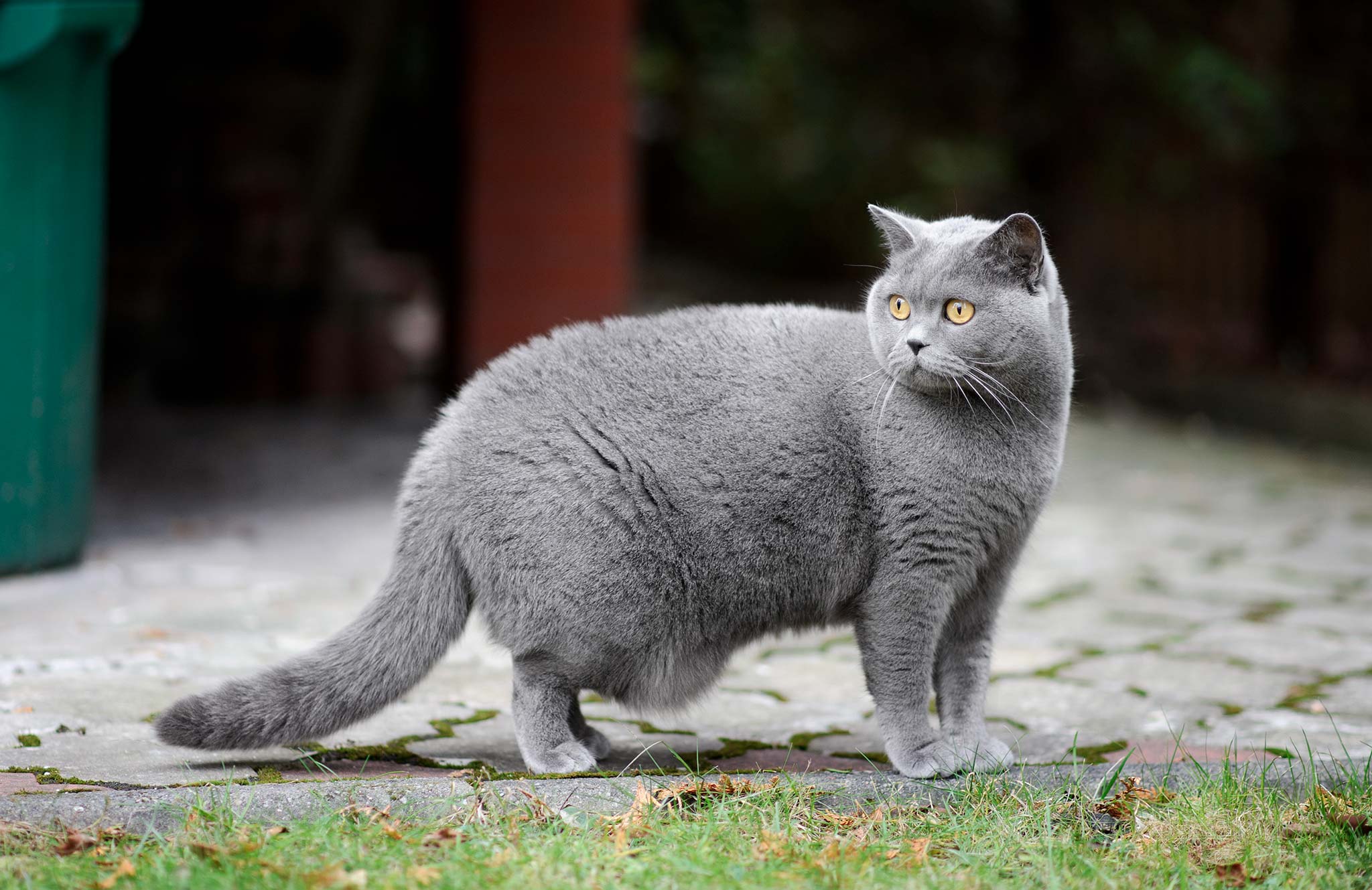 un chat british shorthair