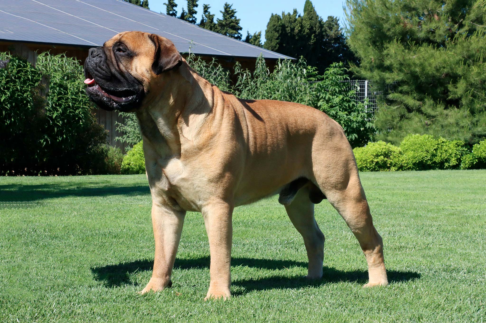 un chien bullmastiff