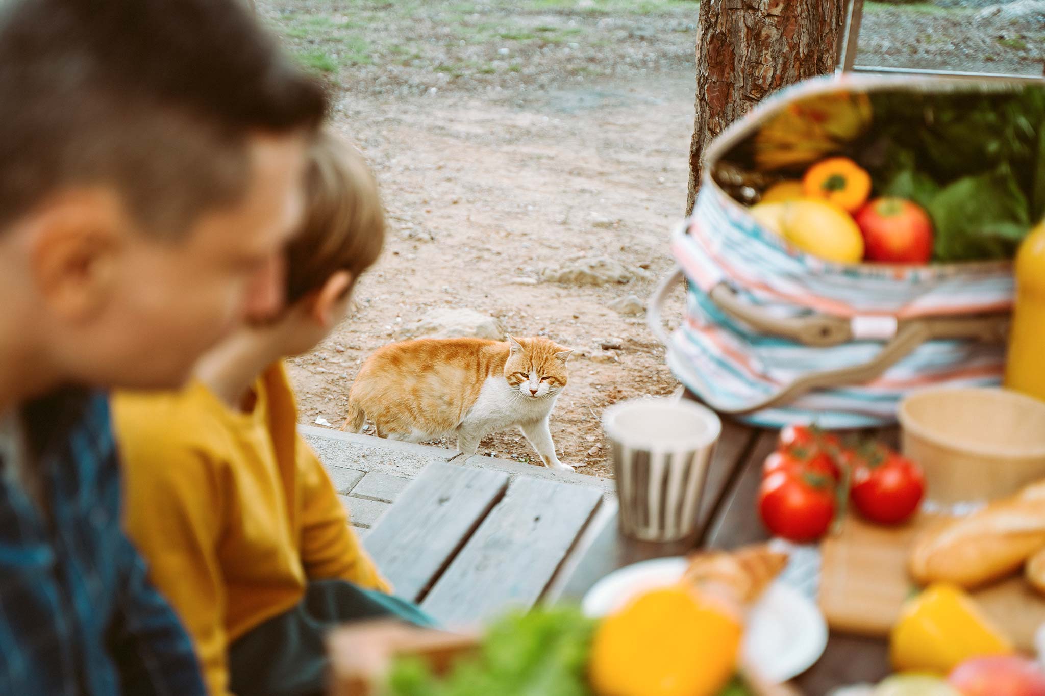 faire du camping avec son chat