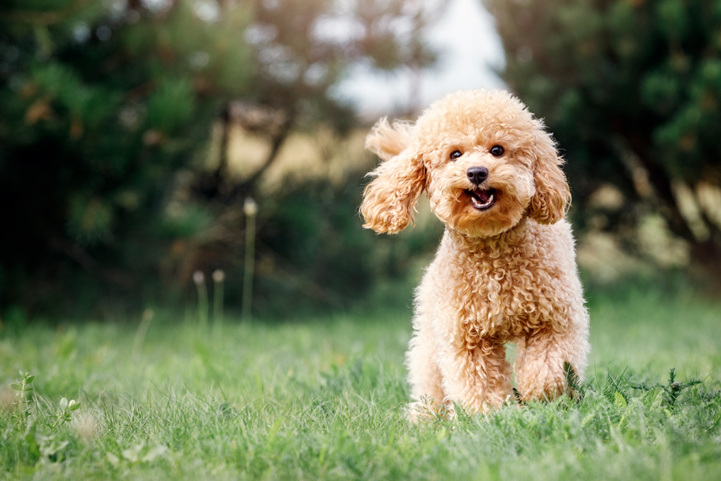 un chien caniche