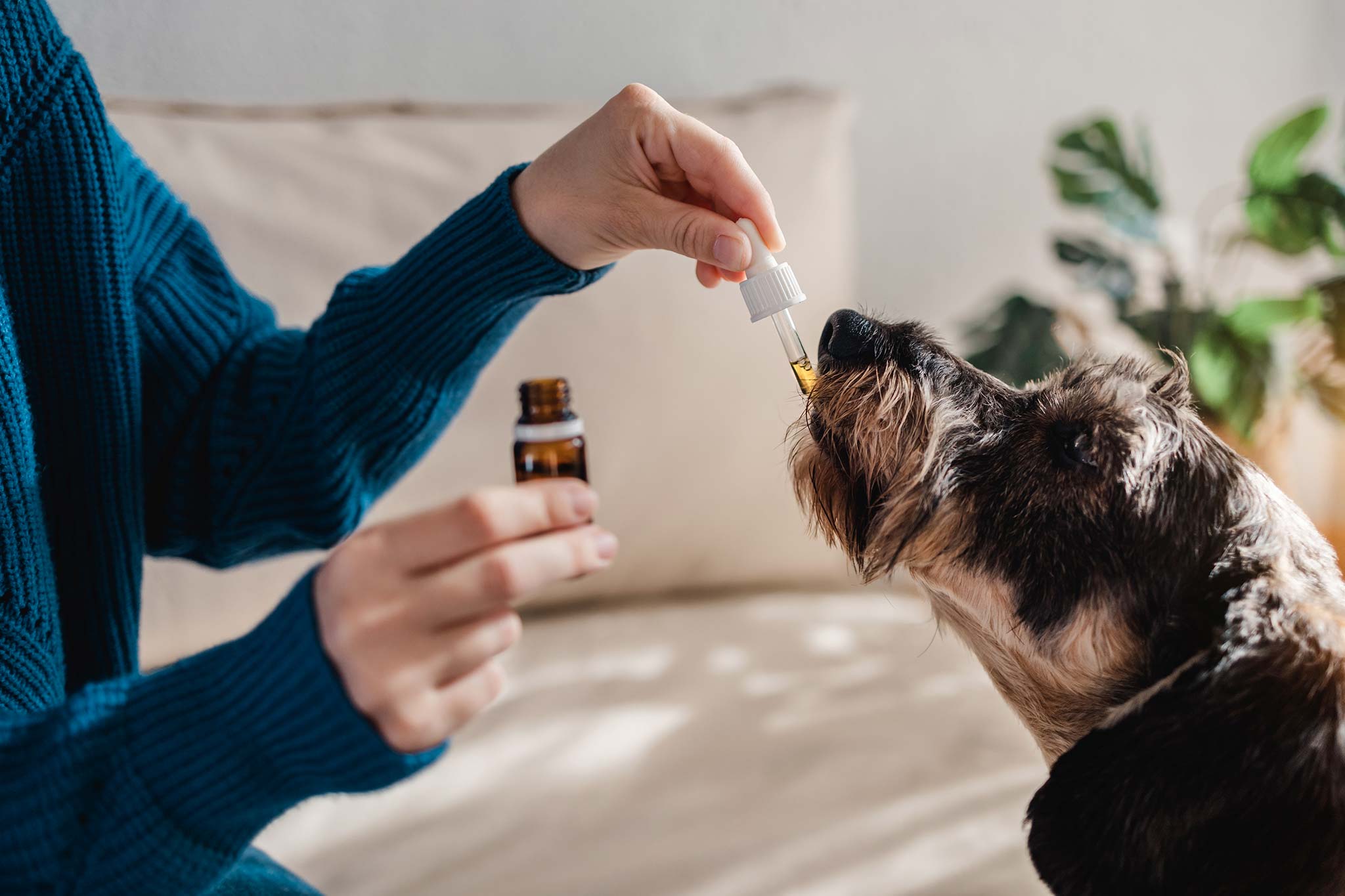 donner du cbd à un chien