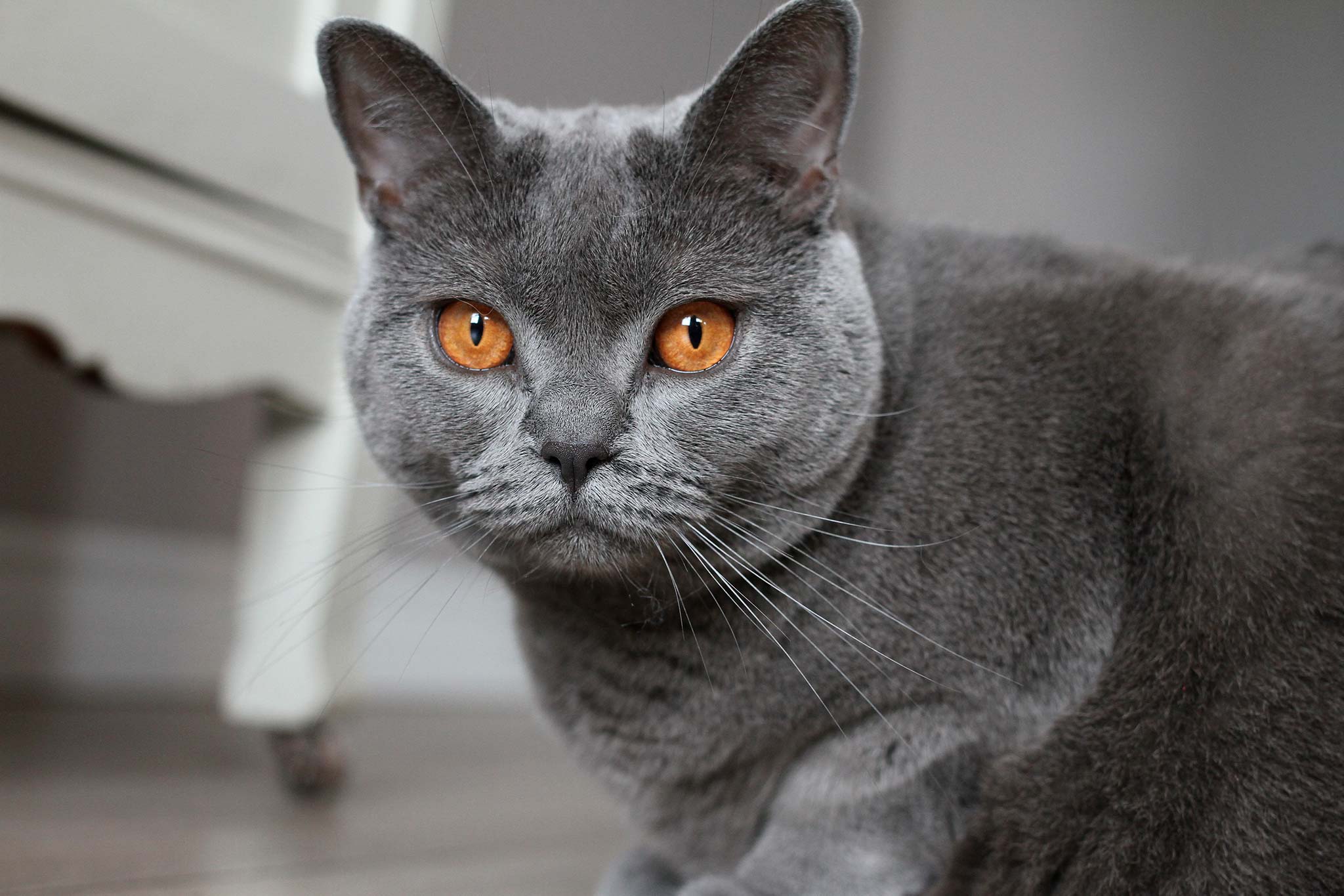 un chat chartreux