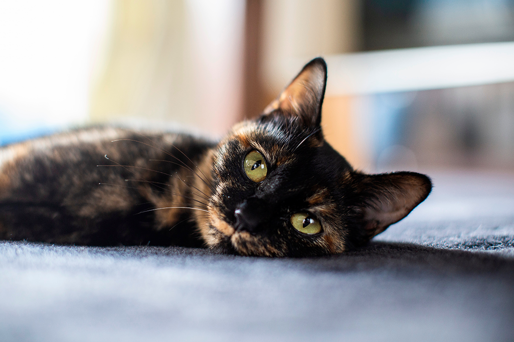 un chat écaille de tortue