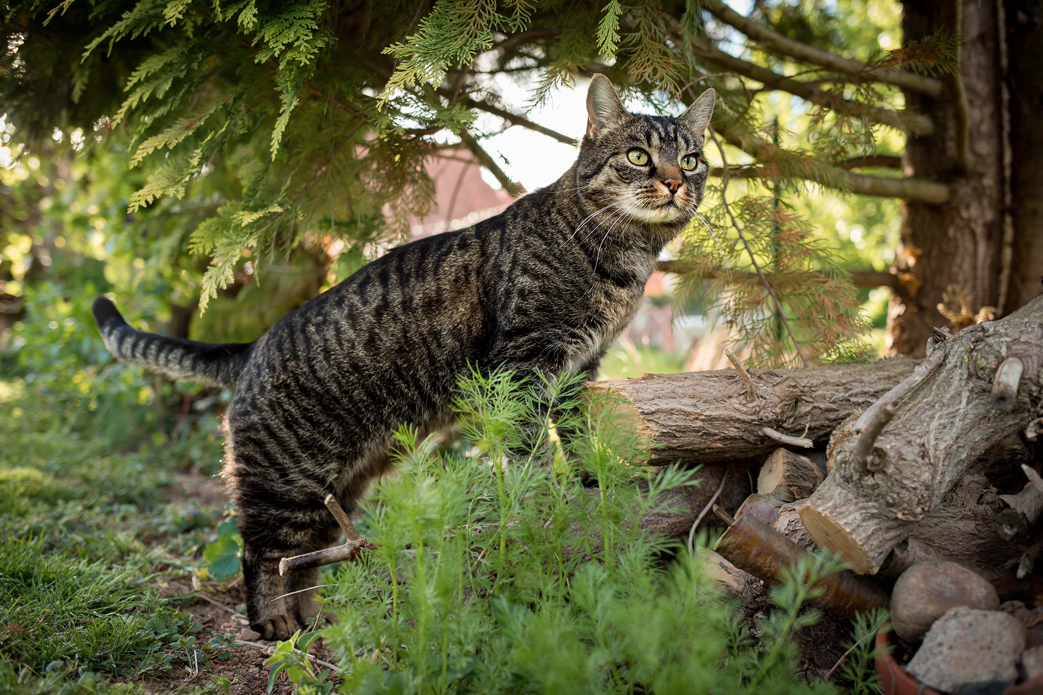 un chat européen