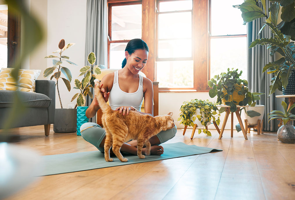 rendre son chat d'appartement heureux