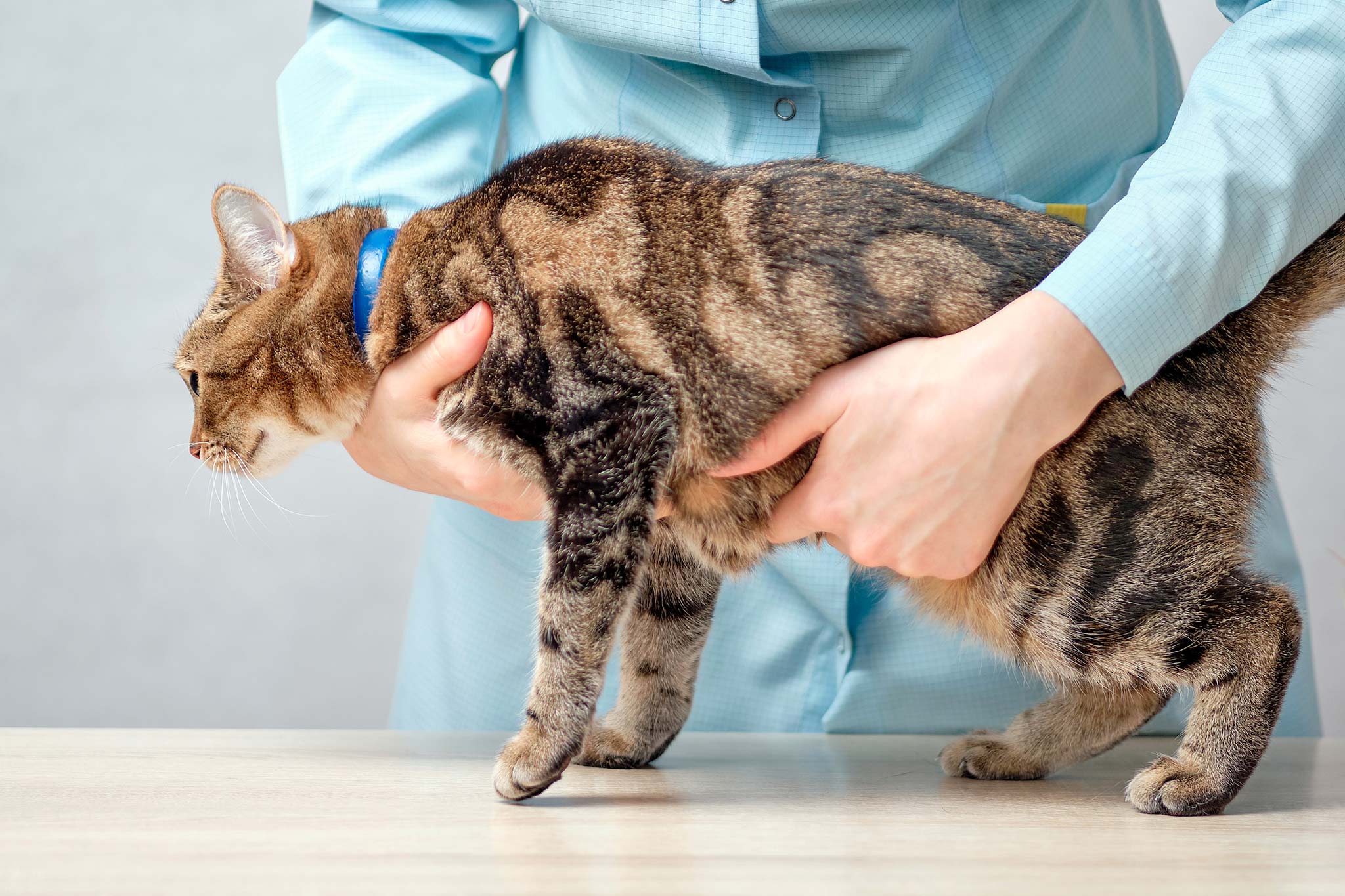 un chat qui a mal au ventre