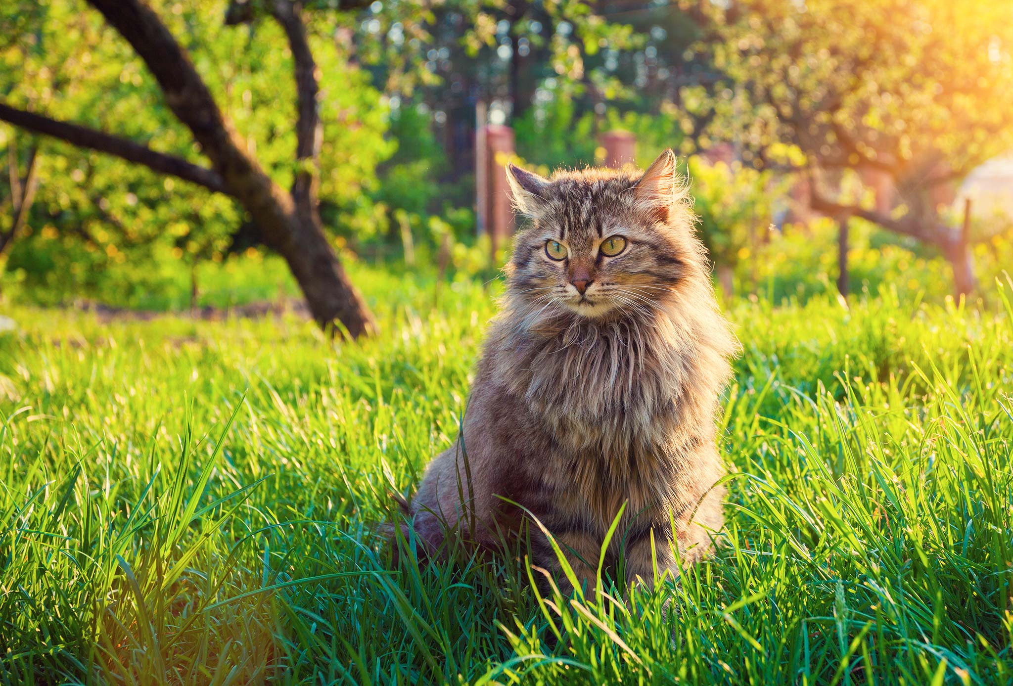 un chat Sibérien