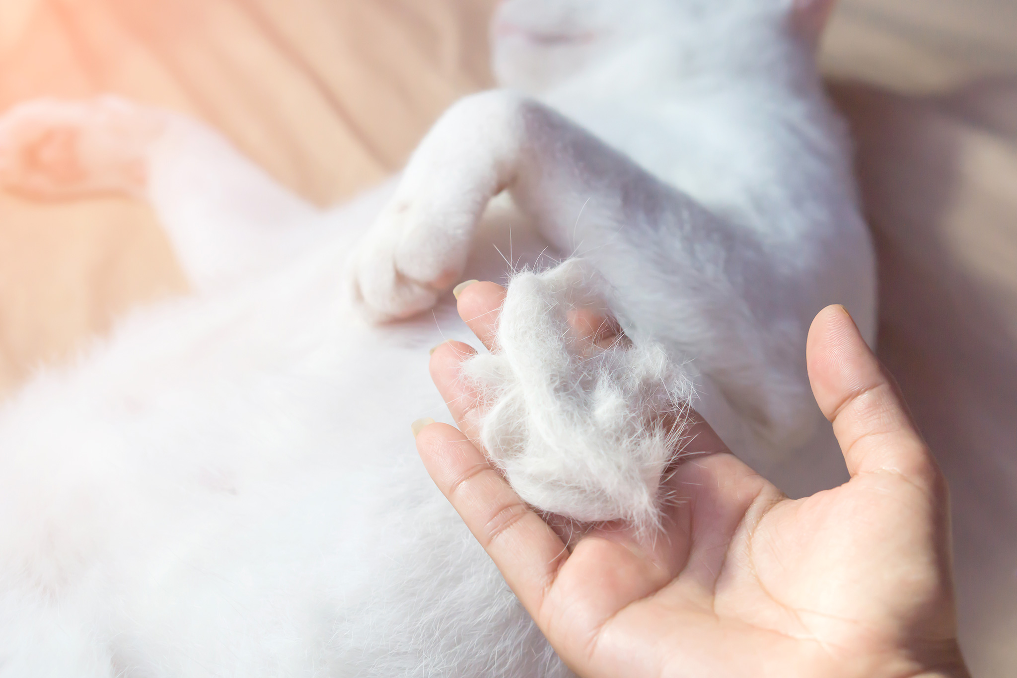 un chat qui perd des touffes de poils