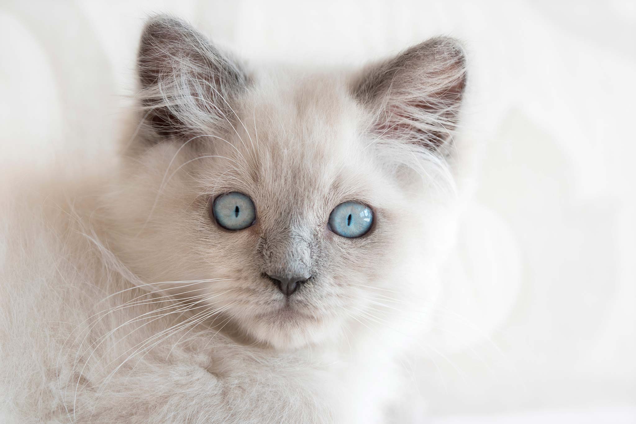 le chaton naît avec les yeux bleus