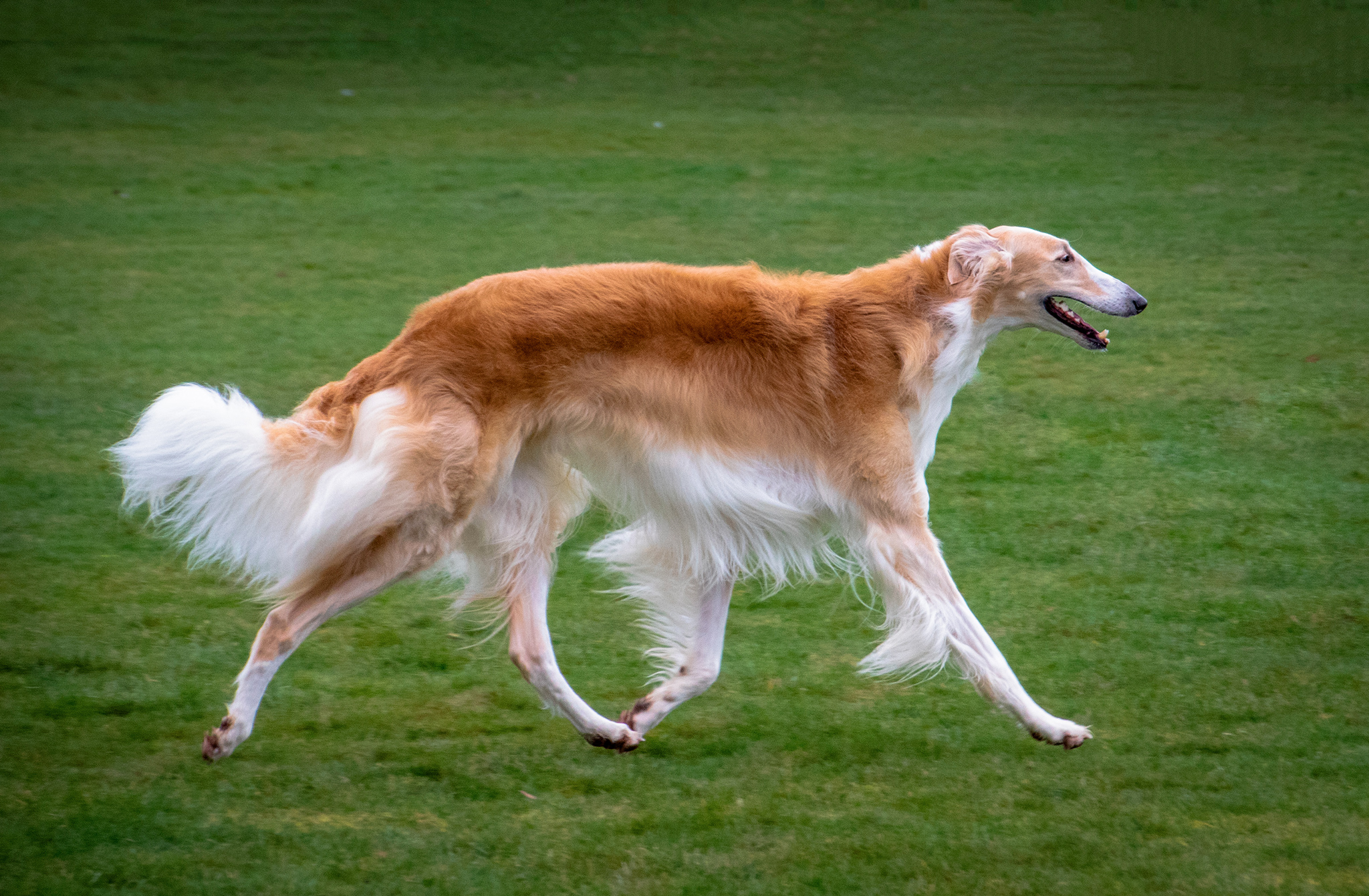 un chien barzoi