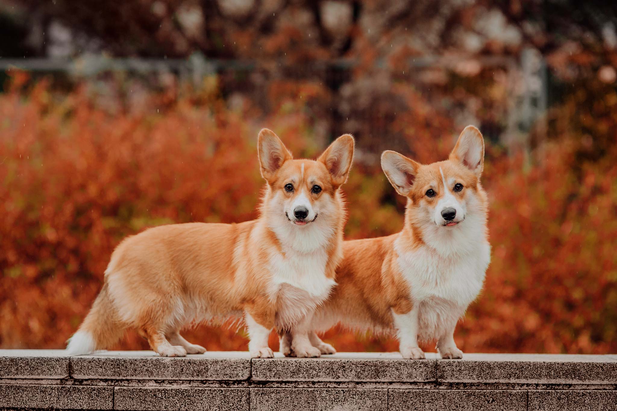 un welsh corgi pembroke