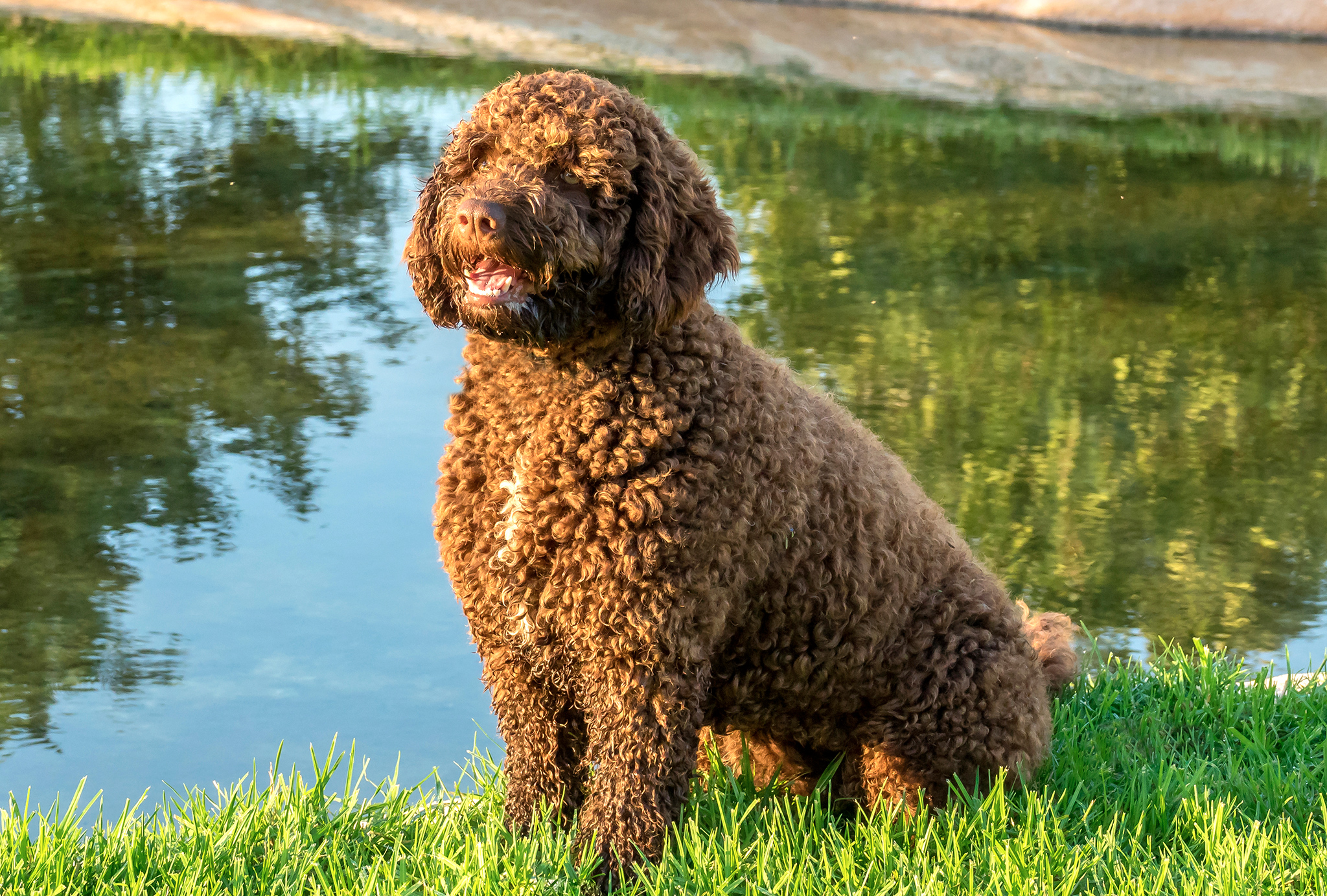 un chien d’eau espagnol