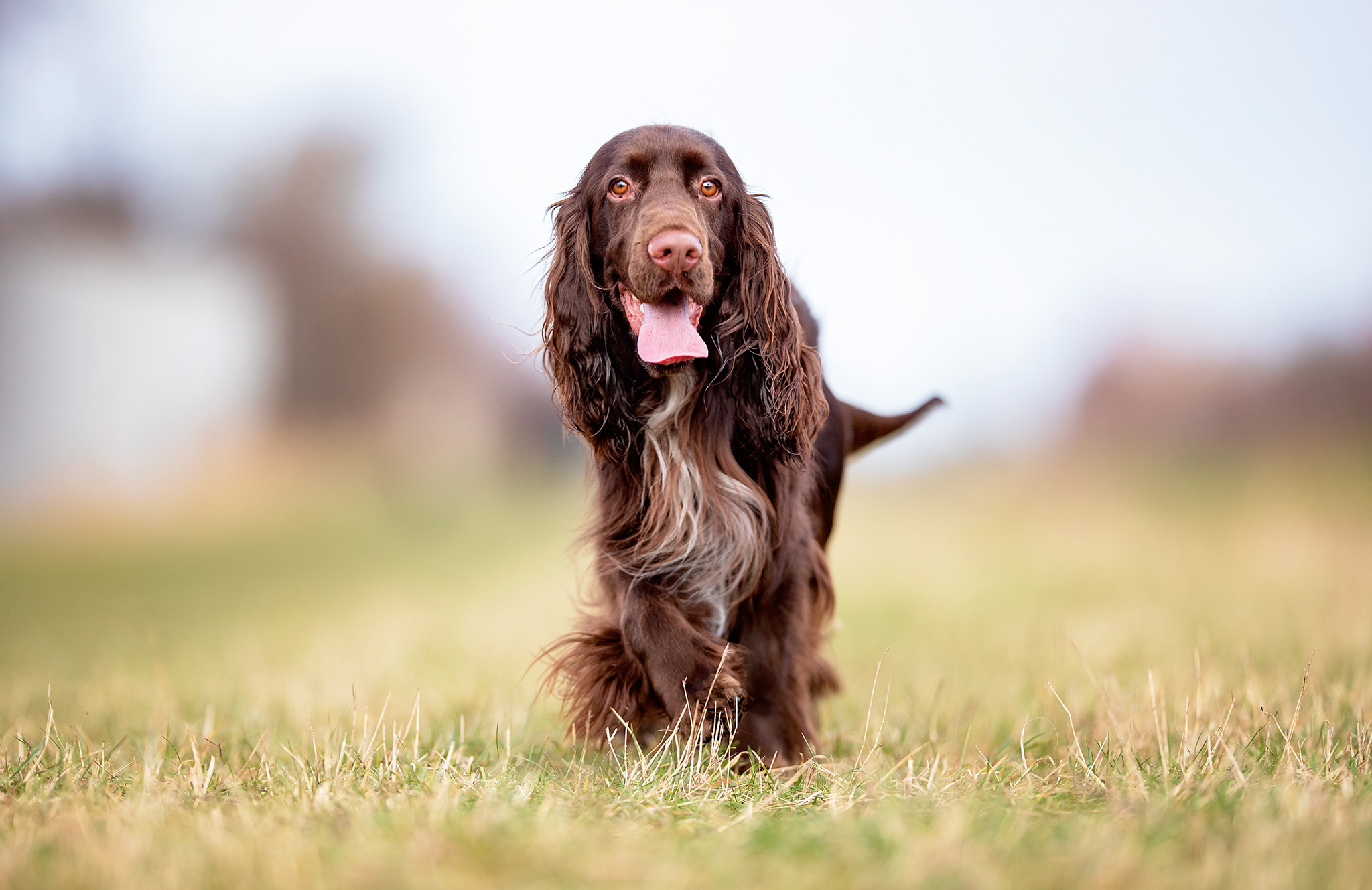 un chien field spaniel