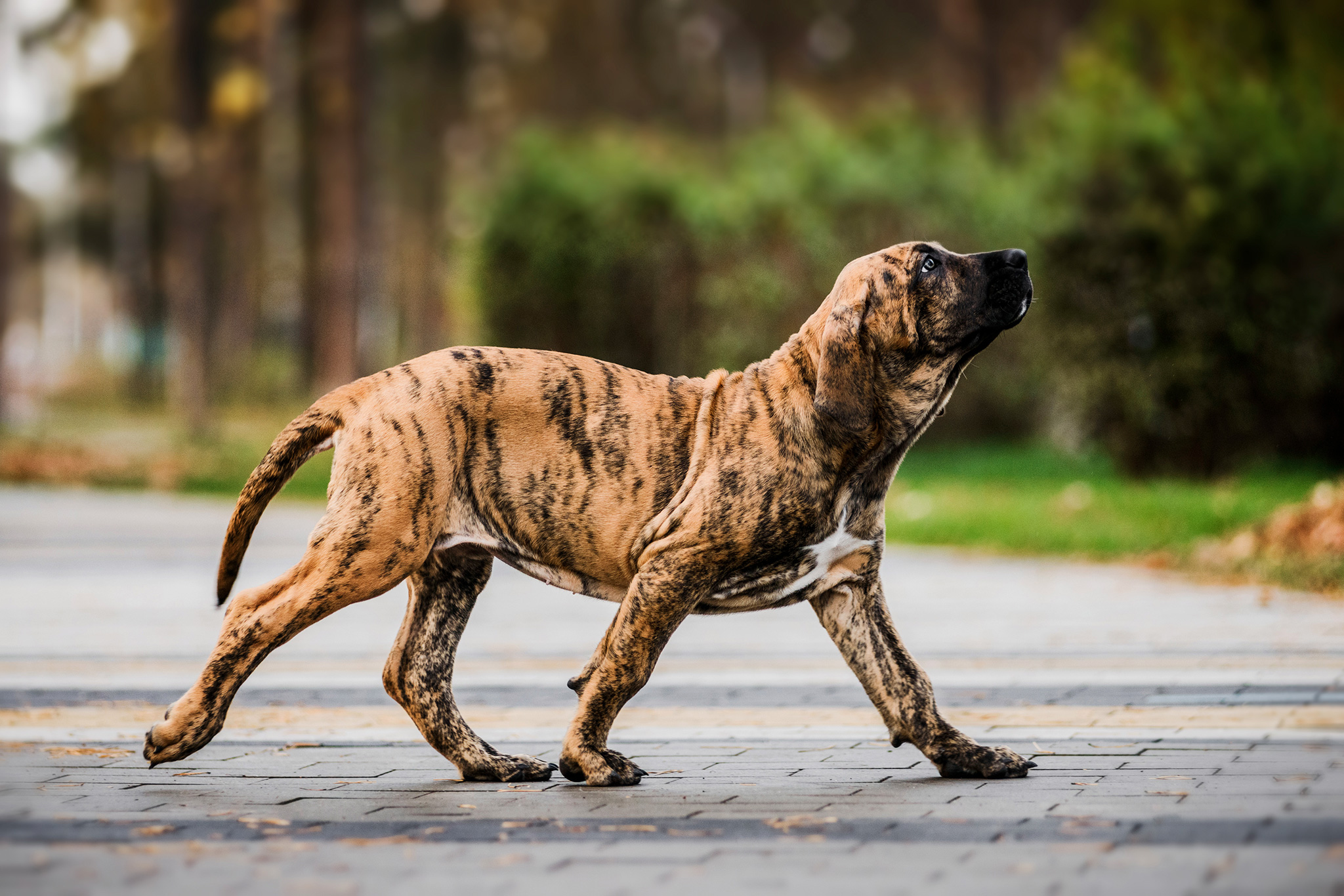 un chien fila brasileiro