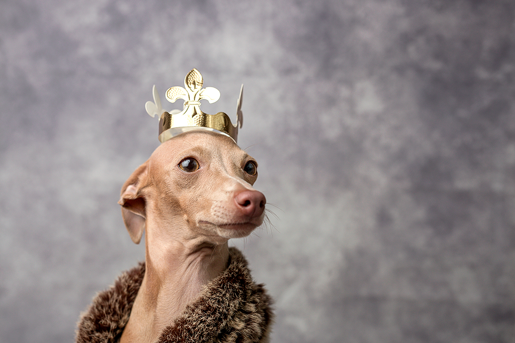 un chien peut-il manger de la galette des rois ?